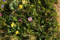 2015-07-04_2Sonnjoch (146).JPG